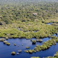 Imagem referente a Desmatamento no Brasil caiu 32,4% em 2024