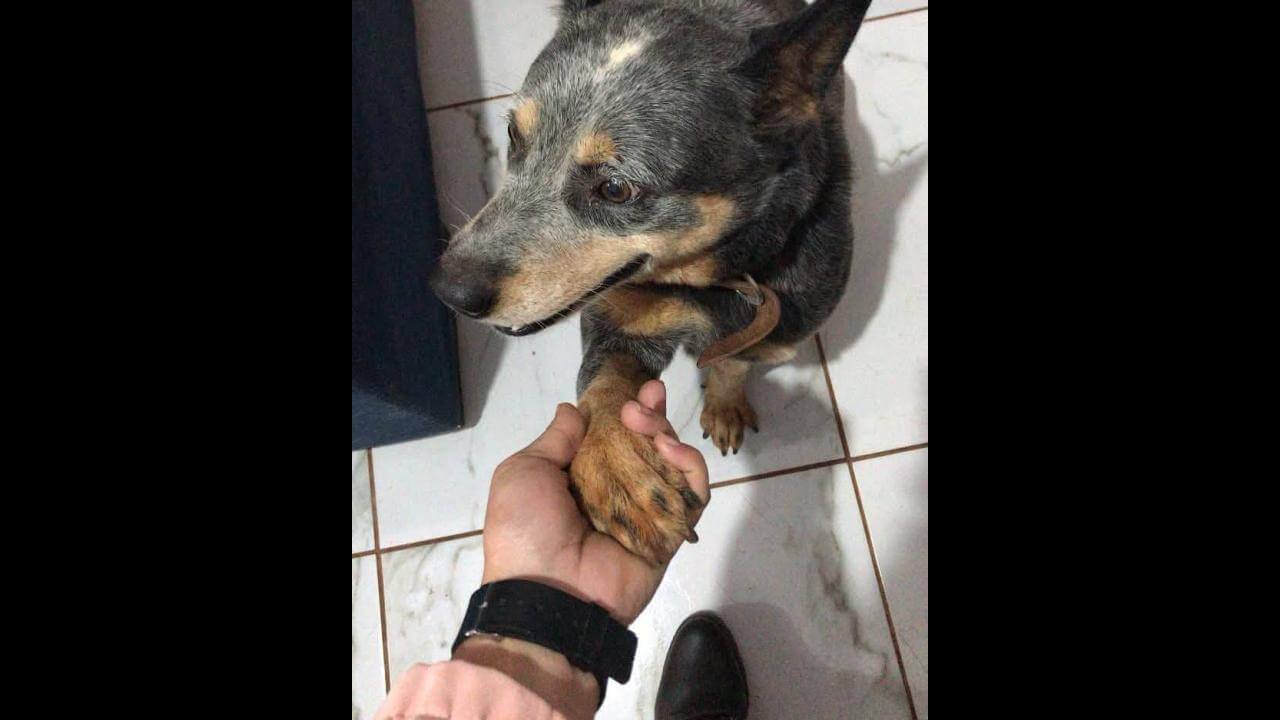 Cachorro Zeus desapareceu no bairro Belmonte