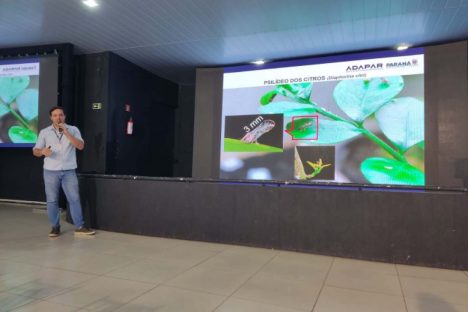 Simpósio na ExpoIngá reforça união de esforços no combate ao greening Imagem referente a Simpósio na ExpoIngá reforça união de esforços no combate ao greening