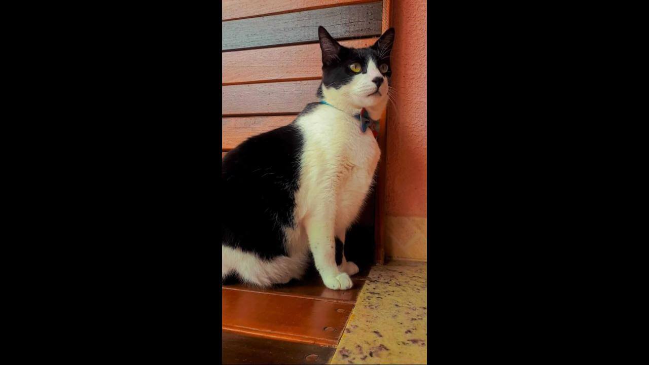 Gato Théo desapareceu no bairro Morumbi