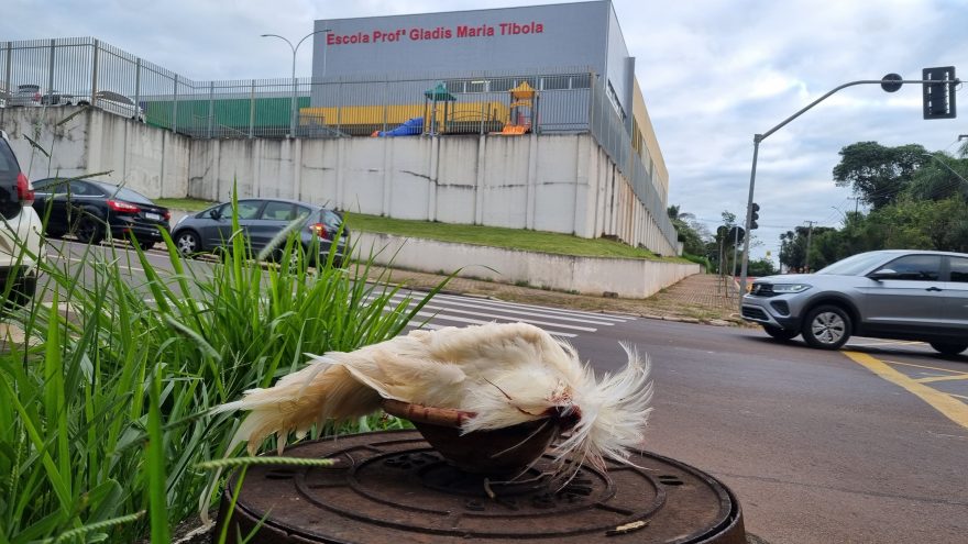 Oferenda com galo morto é deixada em frente a escola no Centro de Cascavel