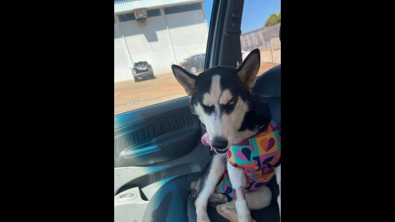 Cachorra Kyra Magie Bela Mel desapareceu no bairro Periolo Cachorra Kyra Magie Bela Mel desapareceu no bairro Periolo