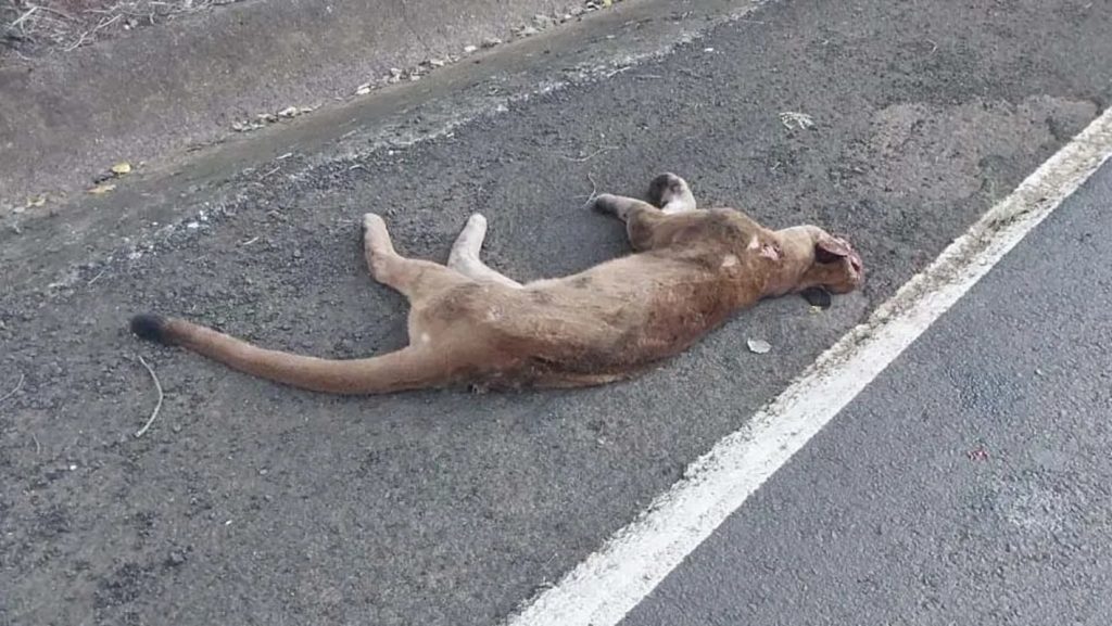 Onça-parda é encontrada morta às margens da rodovia PR-170 Onça-parda é encontrada morta às margens da rodovia PR-170