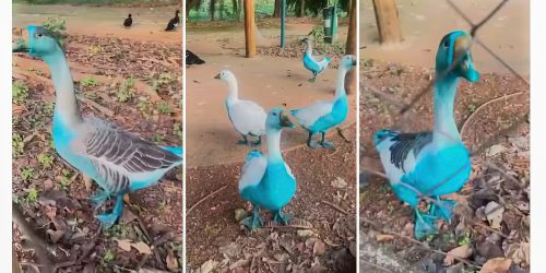 Cidade paulista apura vazamento de corante que tingiu aves em parque Imagem referente a Cidade paulista apura vazamento de corante que tingiu aves em parque