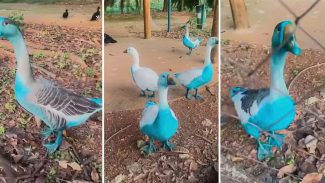 Jundiaí apura vazamento de corante que tingiu aves em parque