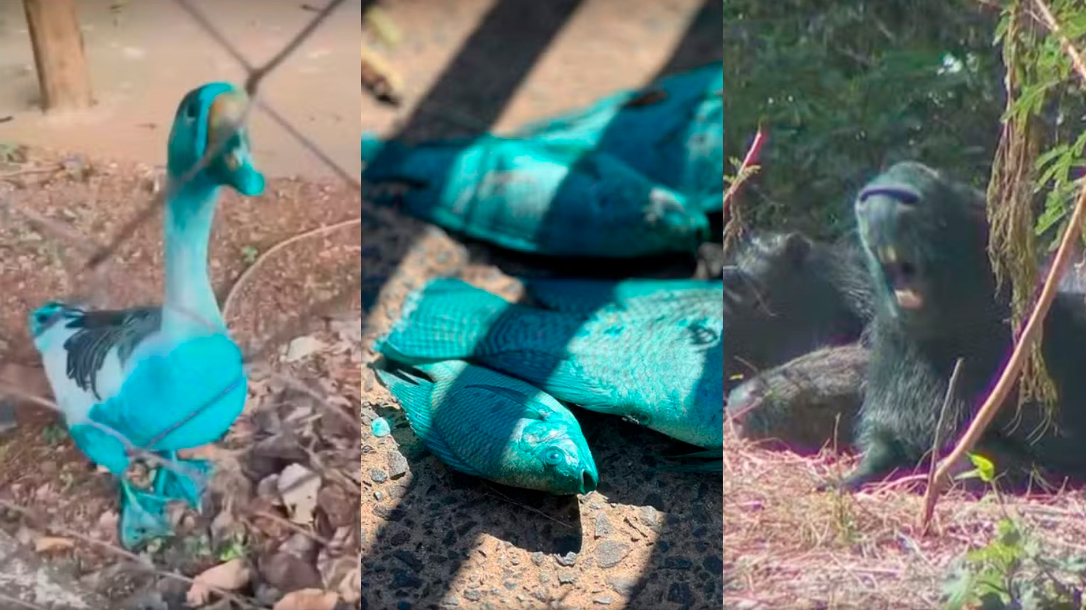 Capivaras, patos e peixes ficam azuis após vazamento de corante em córrego
