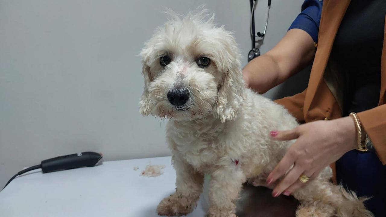 Cachorro é encontrado no bairro Alto Alegre