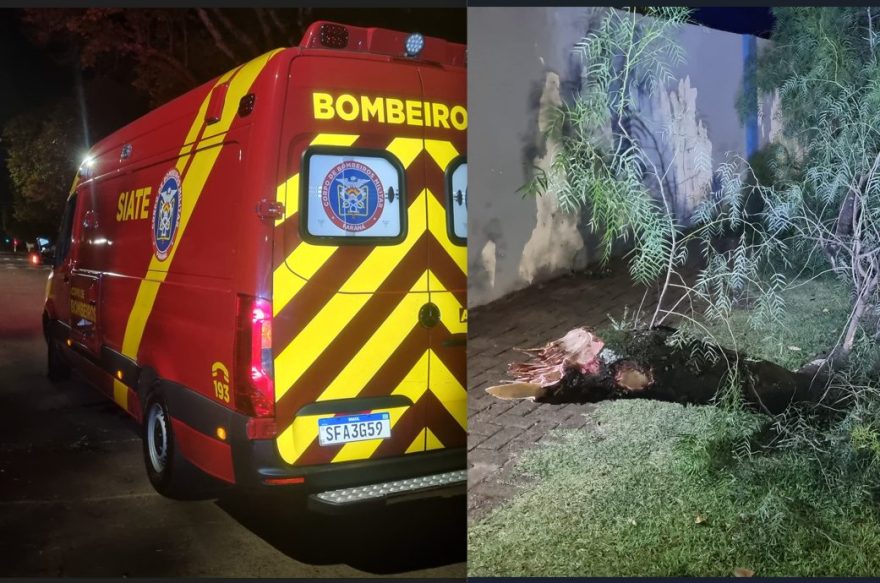 Caminhão da coleta encosta em árvore, trabalhador é atingido por galho e fica ferido