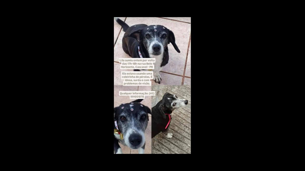 Cachorra Lila desapareceu no bairro Neva