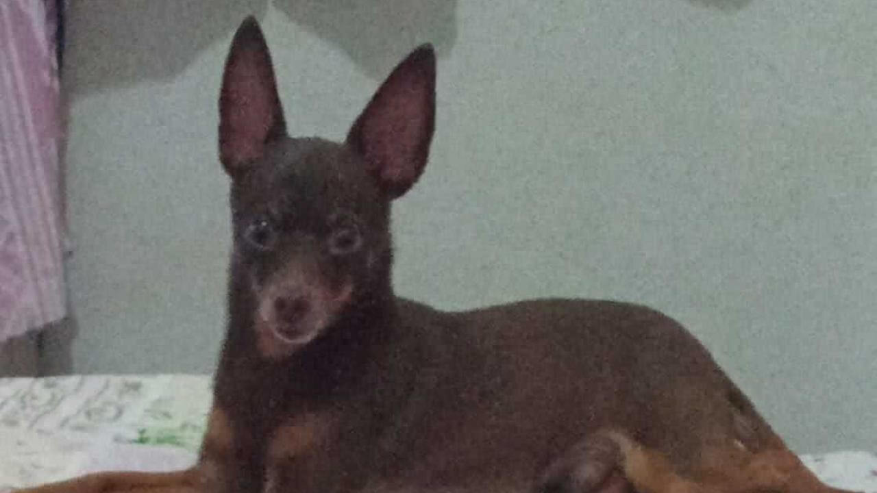 Cachorro Todinho desapareceu no bairro Esmeralda