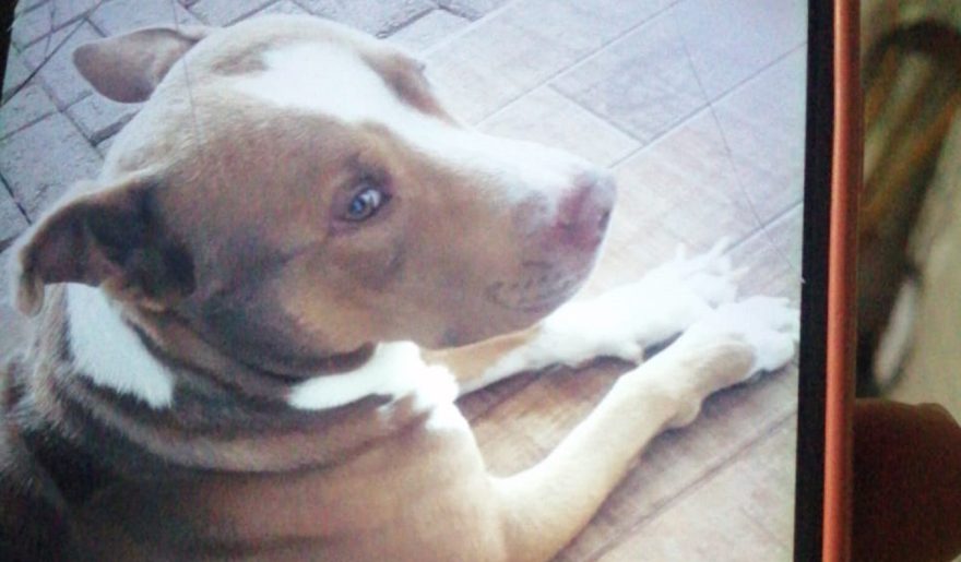 ONG busca lar para Pitbull abandonado após despejo de dona