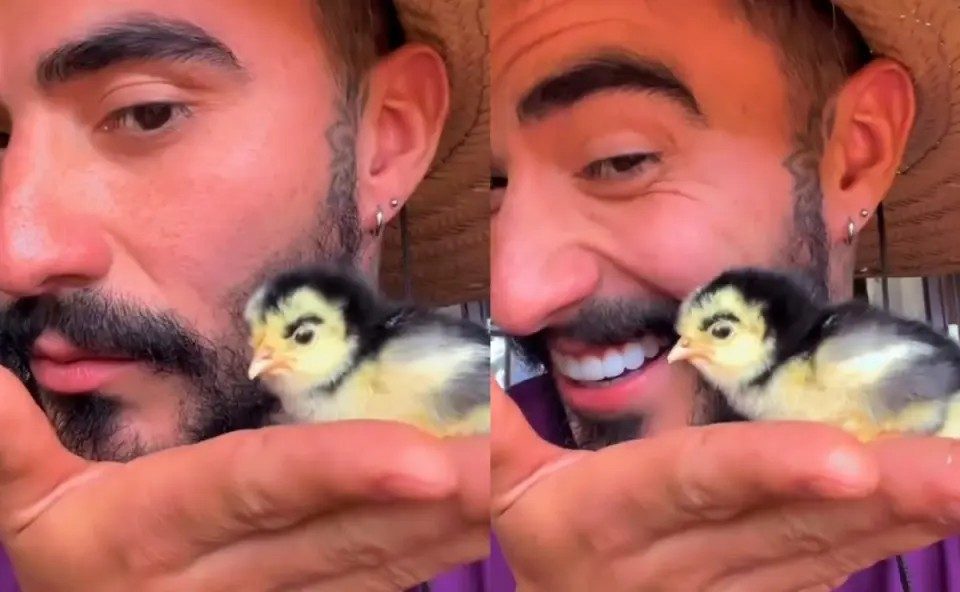Pintinho nasce com ‘sobrancelha’ no Paraná e viraliza nas redes sociais Pintinho nasce com ‘sobrancelha’ no Paraná e viraliza nas redes sociais