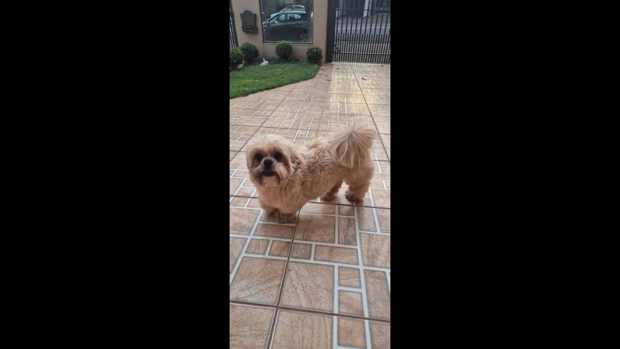 Cachorro é encontrado no bairro Parque São Paulo