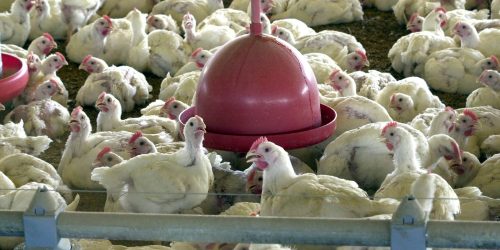 China, UE e Argentina suspendem compras de carne de frango do Brasil Imagem referente a China, UE e Argentina suspendem compras de carne de frango do Brasil