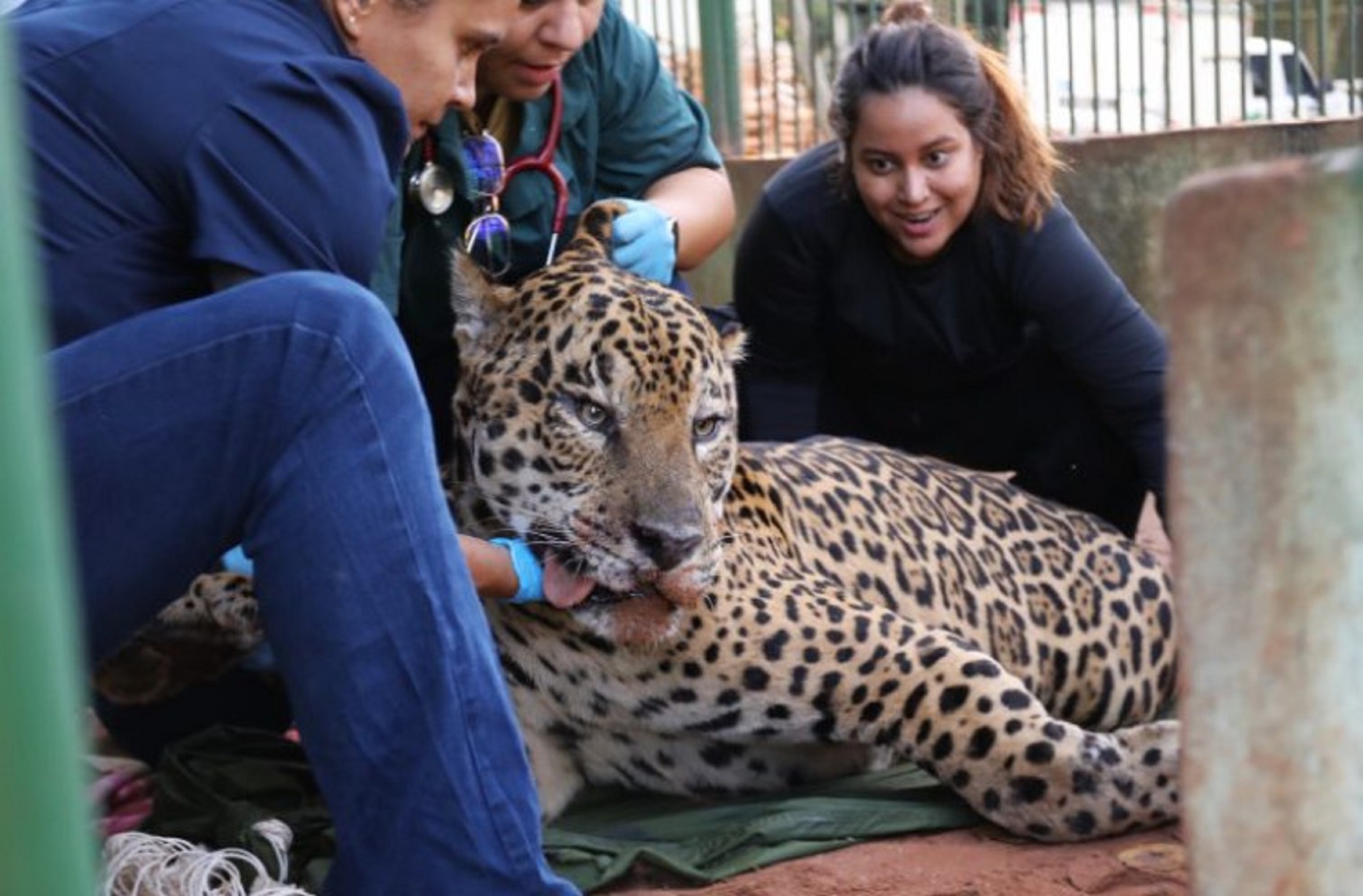 Onda-pintada que atacou Jorginho ganha 13kg após cuidados intensivos