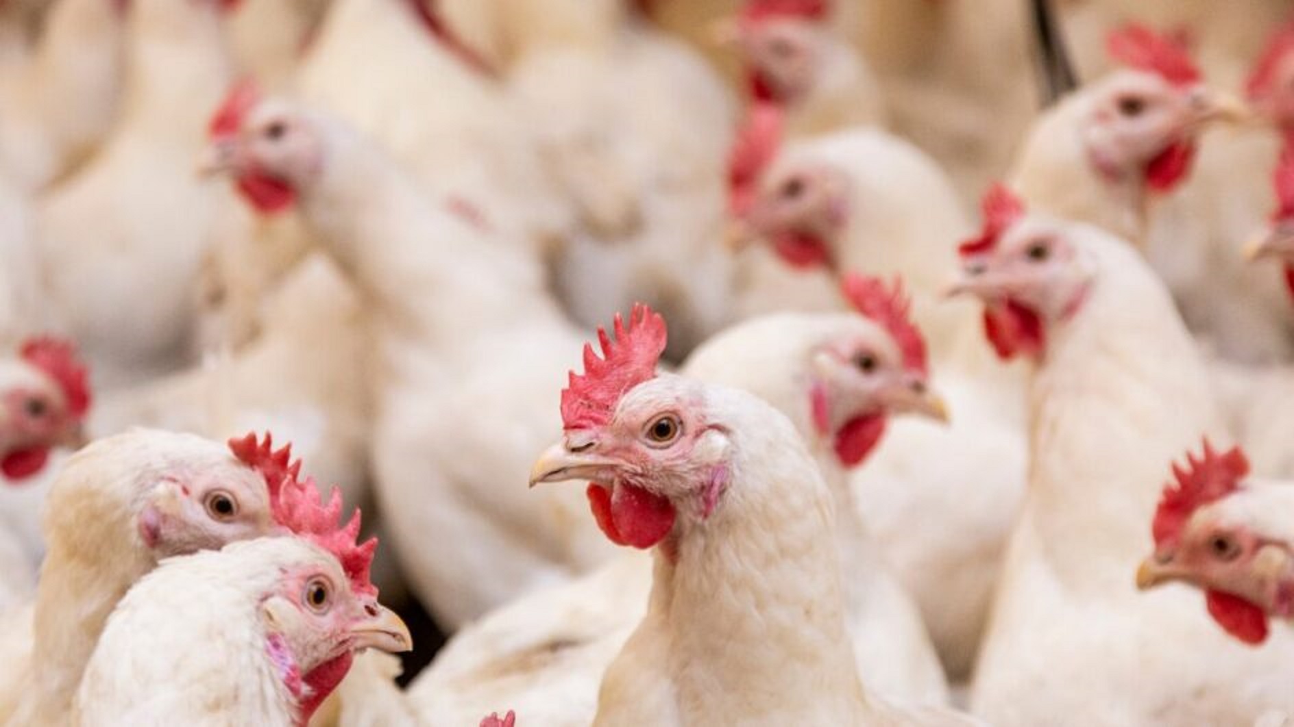 Epidemia de gripe aviária leva à morte de 17 mil aves no RS