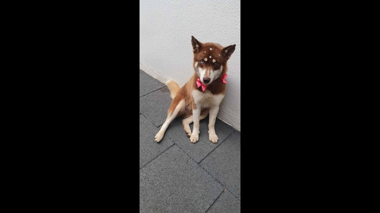 Cachorra Mel desapareceu no bairro Clarito