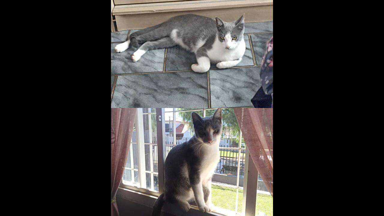 Gato Yuri desapareceu no bairro Universitário Gato Yuri desapareceu no bairro Universitário