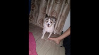 Imagem referente a Cachorro Marley desapareceu no bairro Claudete