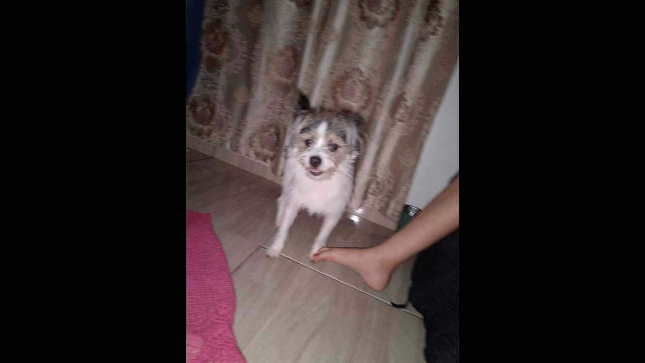 Cachorro Marley desapareceu no bairro Claudete Cachorro Marley desapareceu no bairro Claudete