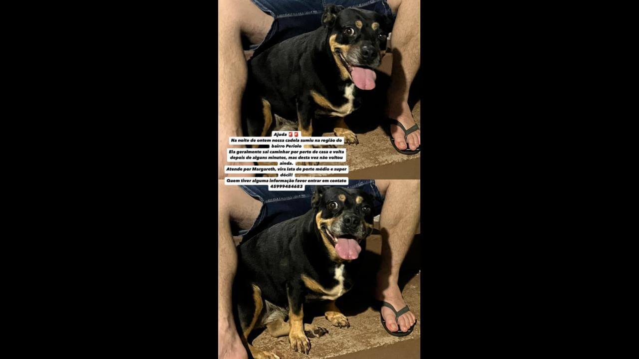 Cachorra Margareth desapareceu no bairro Periolo Cachorra Margareth desapareceu no bairro Periolo
