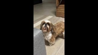 Imagem referente a Cachorro Spock desapareceu no bairro Cancelli