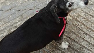 Imagem referente a Cachorra Lila desapareceu no bairro Parque São Paulo