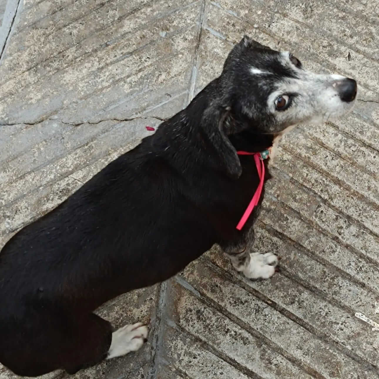 Cachorra Lila desapareceu no bairro Parque São Paulo Cachorra Lila desapareceu no bairro Parque São Paulo