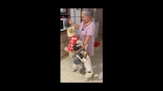 Imagem referente a Cachorras Athena e Florzinha desapareceram no bairro Floresta