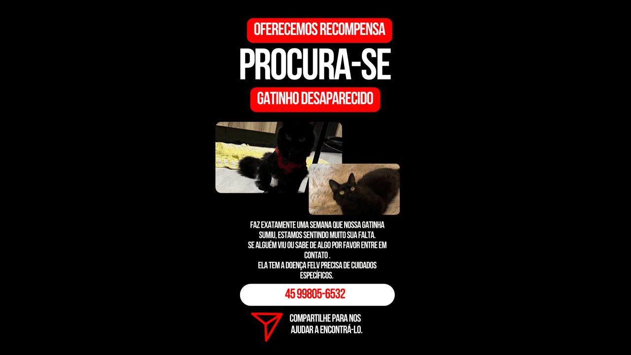Gata desapareceu no bairro Clarito