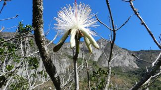 Estudo em morros do Sudeste encontra espécies resistentes ao calor