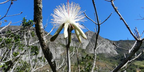 Estudo em morros do Sudeste encontra espécies resistentes ao calor Imagem referente a Estudo em morros do Sudeste encontra espécies resistentes ao calor