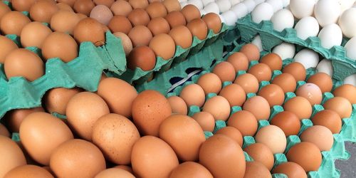 MG descarta preventivamente 450 toneladas de ovos férteis vindos do RS Imagem referente a MG descarta preventivamente 450 toneladas de ovos férteis vindos do RS