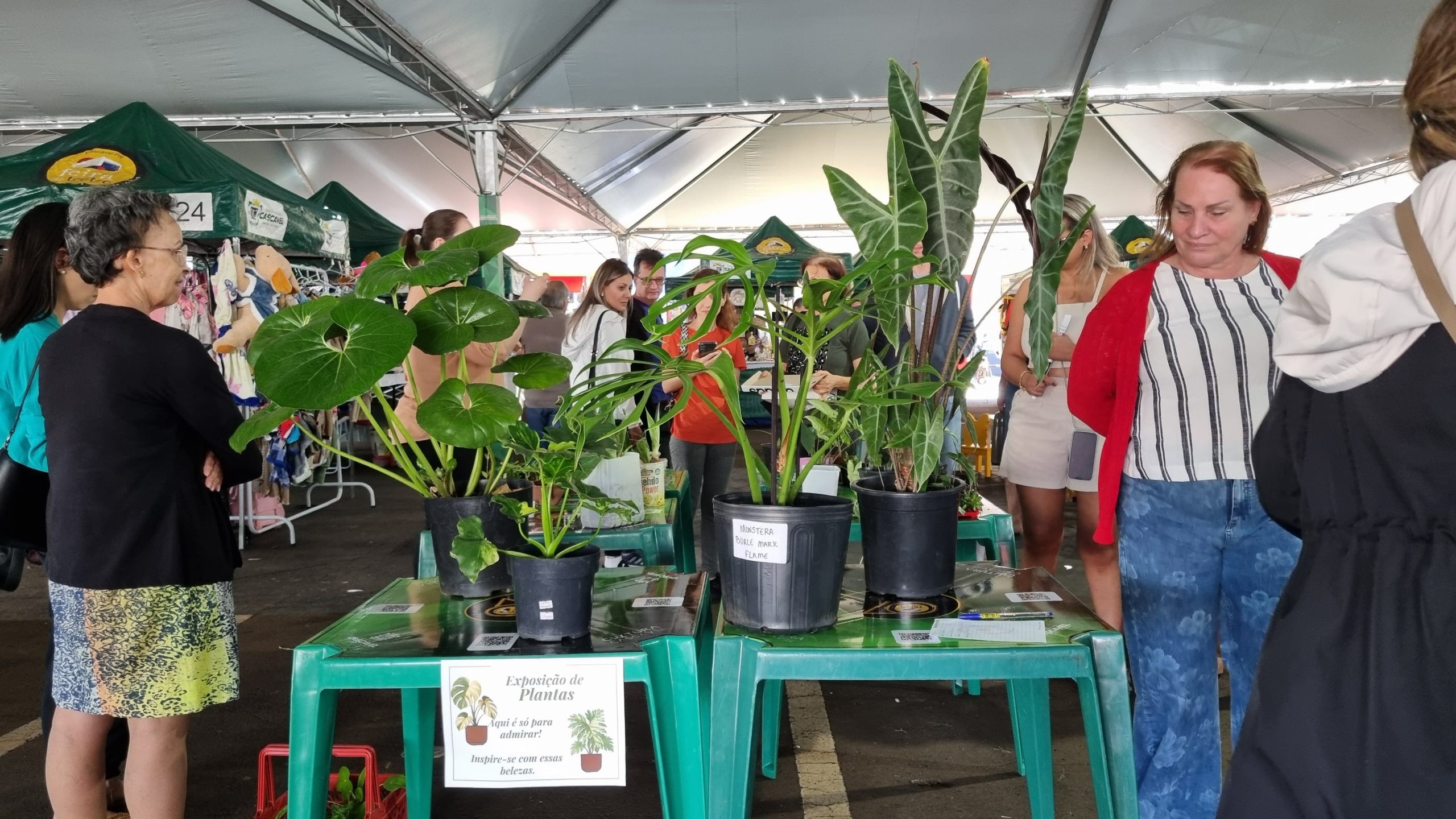 Troque amor em forma de planta neste domingo na Feira do Teatro!