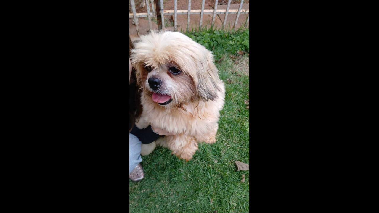 Cachorro é encontrado no bairro Parque São Paulo