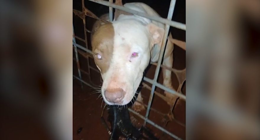 Cão Pitbull prende a cabeça em grade e é resgatado pelos Bombeiros
