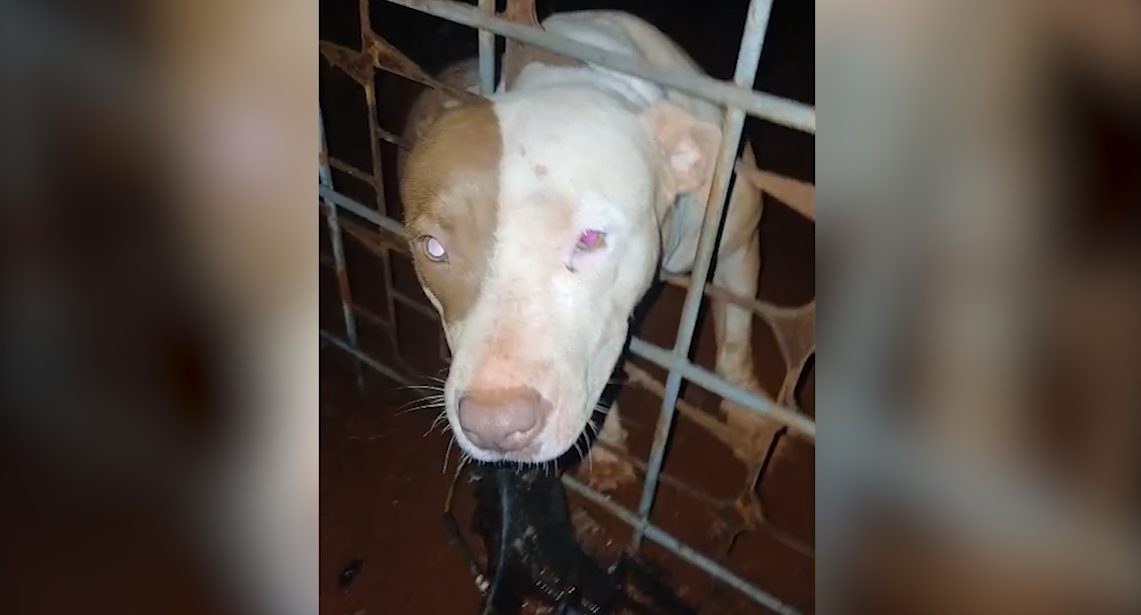Cão Pitbull prende a cabeça em grade e é resgatado pelos Bombeiros Cão Pitbull prende a cabeça em grade e é resgatado pelos Bombeiros