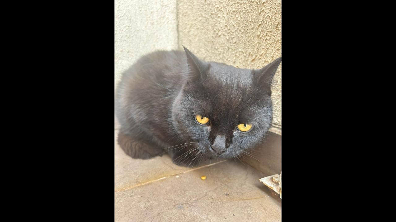 Gato é encontrado no bairro Neva Gato é encontrado no bairro Neva