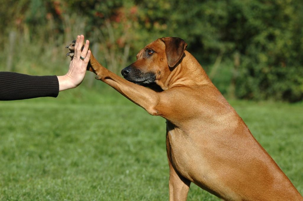 Fim de abrigo: acordo garante comida, remédio e lar para animais Fim de abrigo: acordo garante comida, remédio e lar para animais