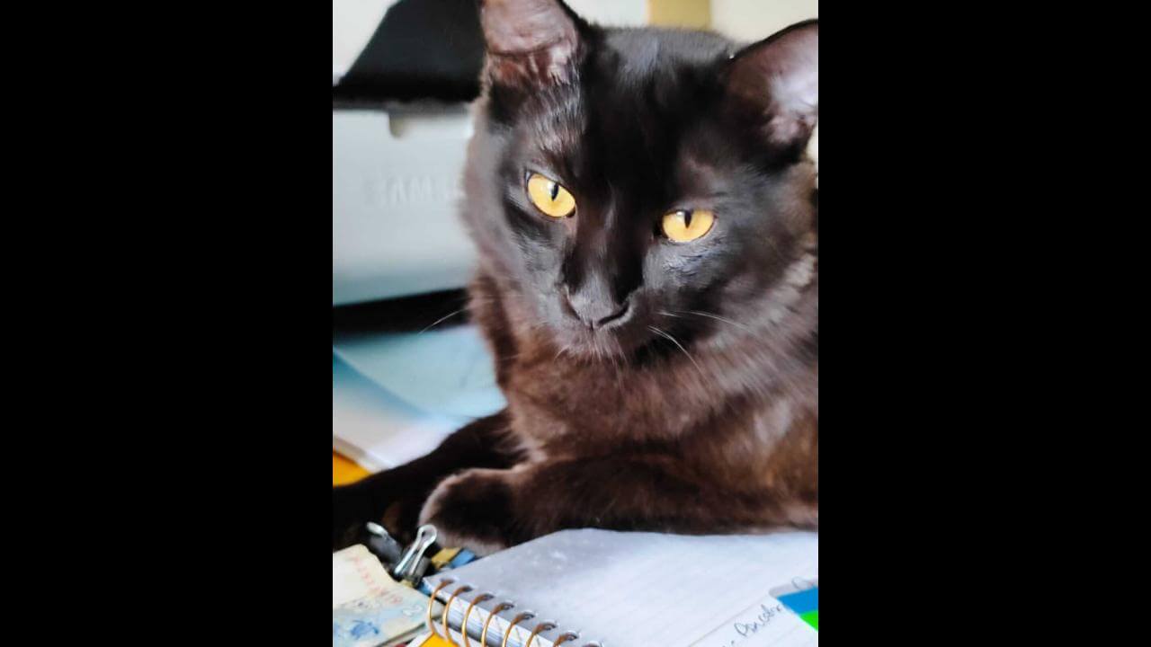 Gato Zuzu desapareceu no bairro Parque São Paulo Gato Zuzu desapareceu no bairro Parque São Paulo