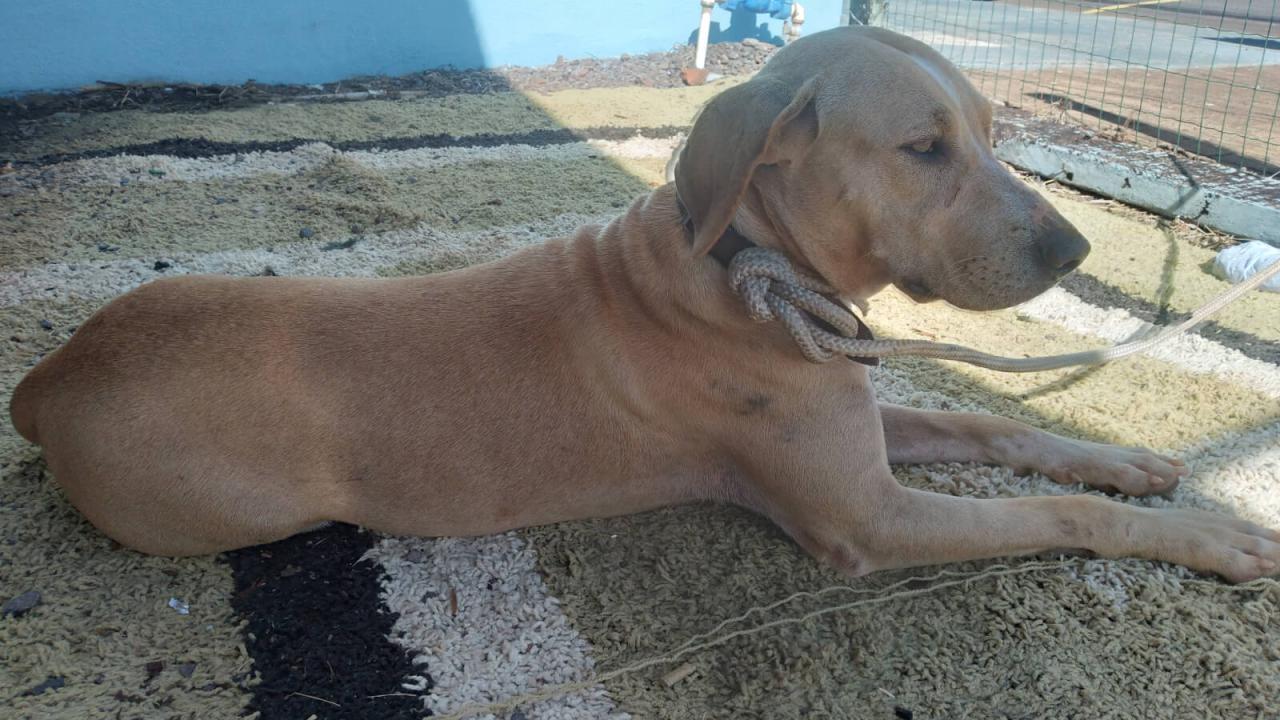 Cachorra é encontrada no bairro Neva Cachorra é encontrada no bairro Neva