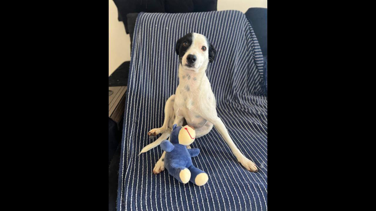 Cachorro Café desapareceu no bairro Tarumã Cachorro Café desapareceu no bairro Tarumã