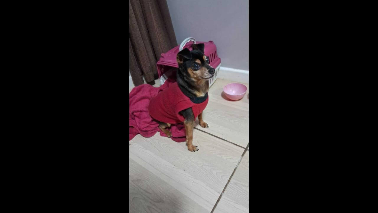 Cachorro Neguinho desapareceu no bairro Esmeralda