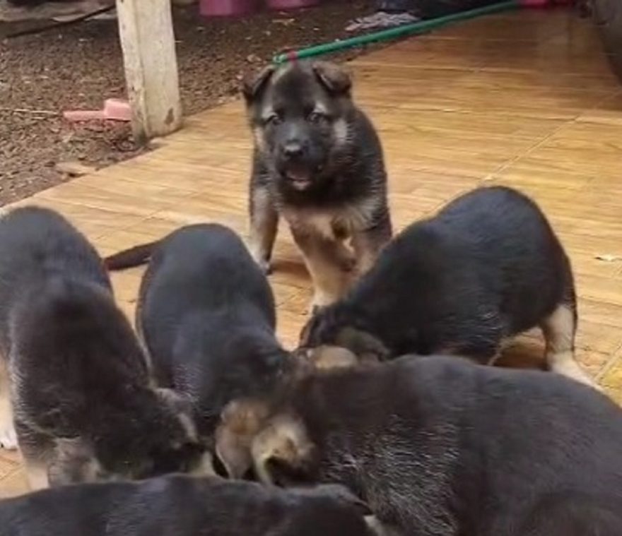 Tutor implora por devolução de filhotes de cachorro que fugiram e foram recolhidos por veículo