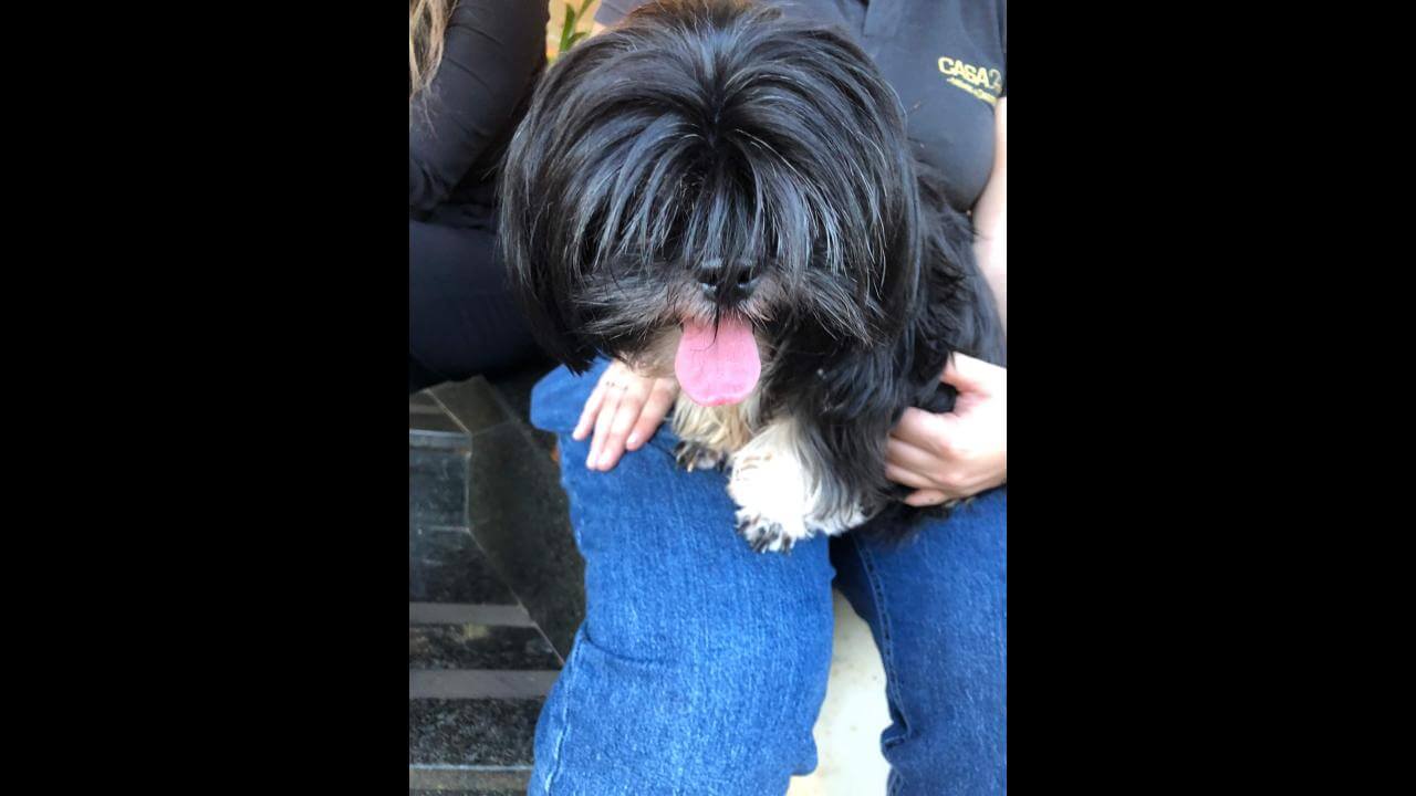 Cachorra é encontrada no Centro