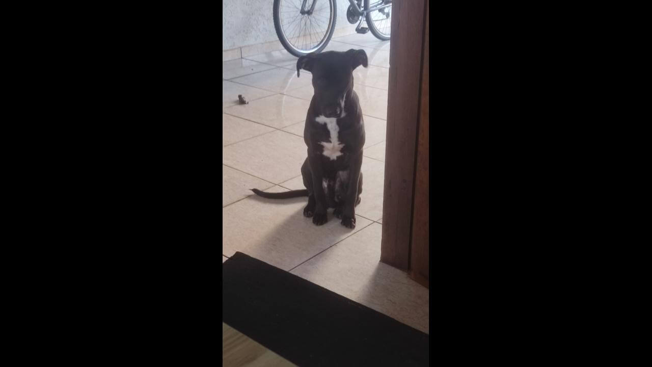 Cachorro Baixinho desapareceu no bairro Brasmadeira