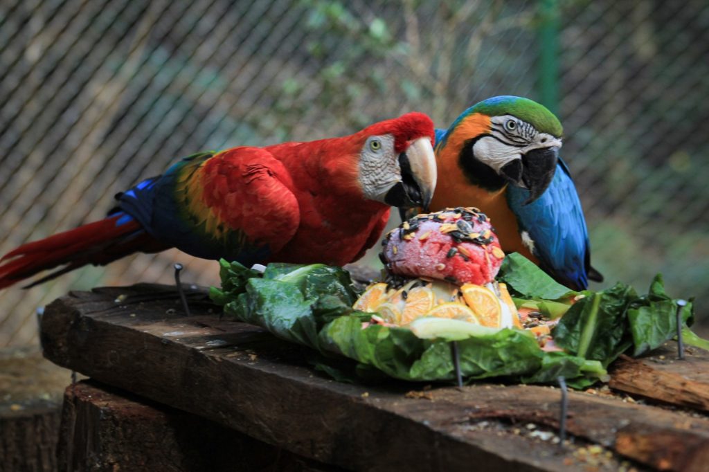 Cascavel abre licitação de mais de R$ 1 milhão para alimentação de animais do zoológico Cascavel abre licitação de mais de R$ 1 milhão para alimentação de animais do zoológico