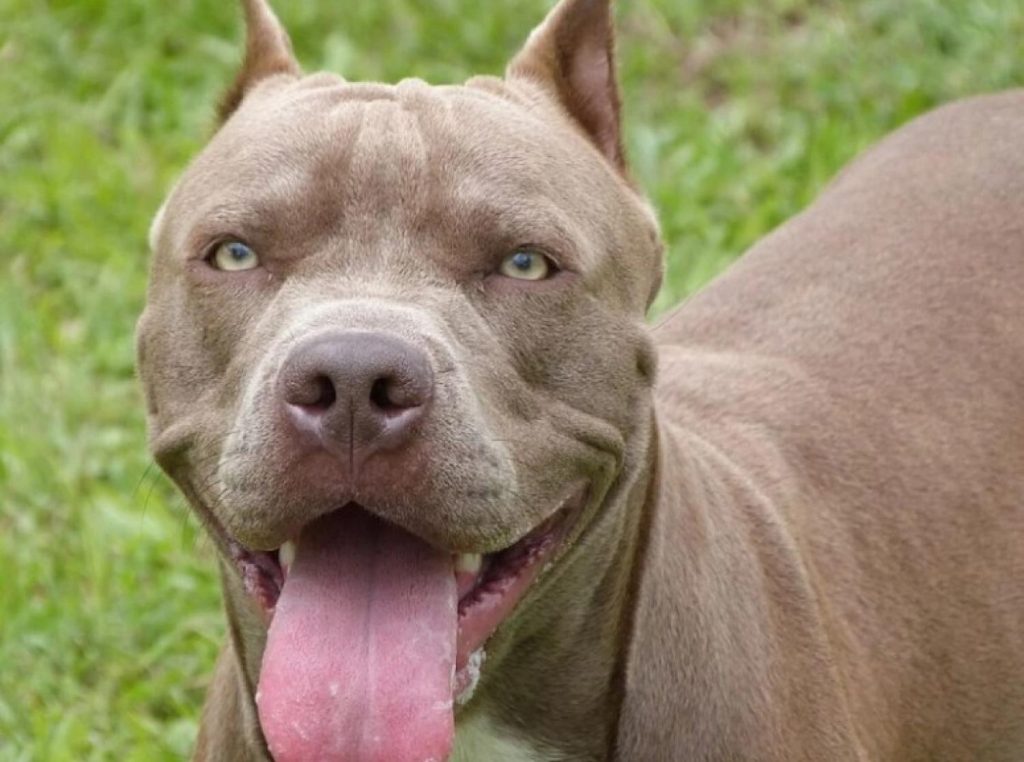 Idosa é atacada pela segunda vez por pitbull do bisneto em Laranjeiras do Sul Idosa é atacada pela segunda vez por pitbull do bisneto em Laranjeiras do Sul