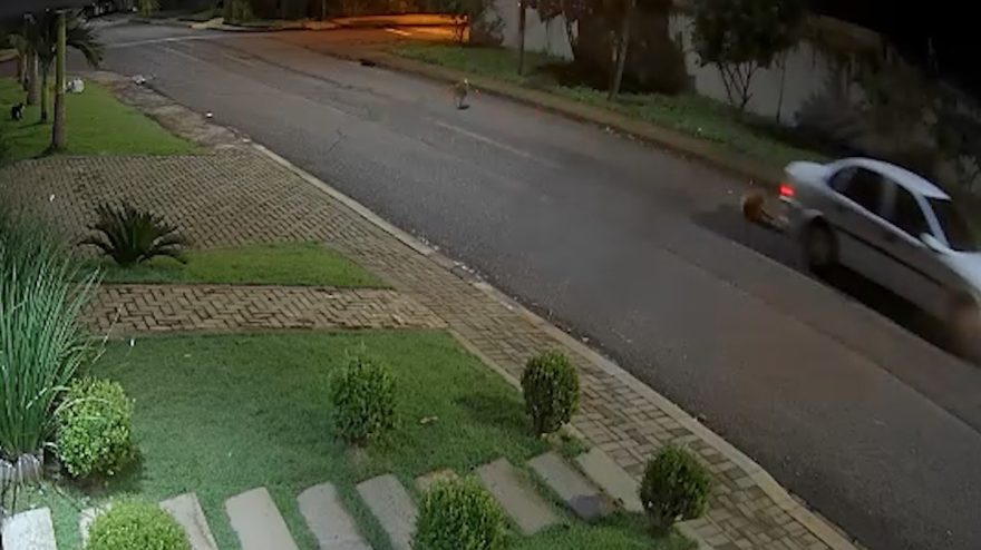 Família se revolta após cachorra morrer atropelada e motorista não parar para prestar socorro em Cascavel