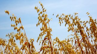 Governo do Estado recebe propostas para seguro rural em culturas de inverno